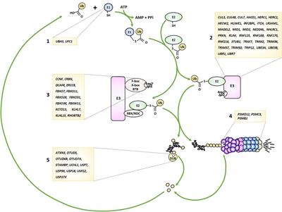 Neurodevelopmental Disorders (NDD) Caused by Genomic Alterations of the Ubiquitin-Proteasome System (UPS): the Possible Contribution of Immune Dysregulation to Disease Pathogenesis